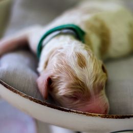 Aussiedoodle, Double Doodle, Goldendoodle, and Poodle Puppies from Hope’s Doodles
