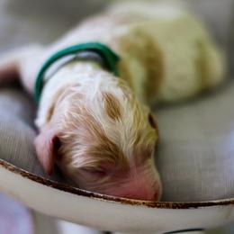 Aussiedoodle, Double Doodle, Goldendoodle, and Poodle Puppies from Hope’s Doodles