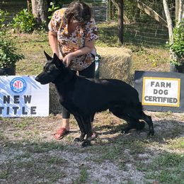 Johnny Cash - German Shepherd