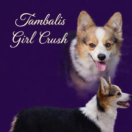 Tully - Pembroke Welsh Corgi