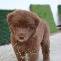 Australian Shepherd Puppies from Kiki's Aussies