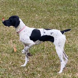 Rosie - German Shorthaired Pointer