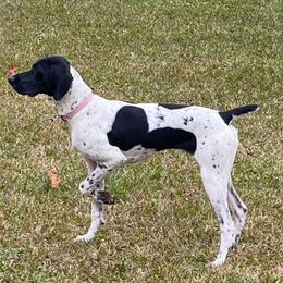 Rosie - German Shorthaired Pointer