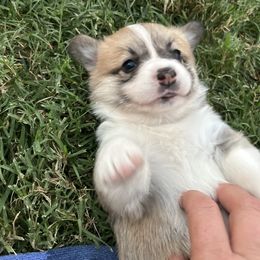 Pembroke Welsh Corgi Puppies from Jennifer Jimerson