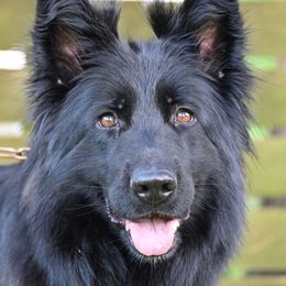 Donna - German Shepherd