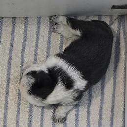 Pug Puppies from Royal House of Pugs