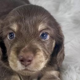 Dachshunds from K&B Doxies