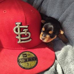 Boy Gold - Black and tan male Yorkshire Terrier puppy in St. Louis, Missouri from Yorkieville - Shih Tzu Nation