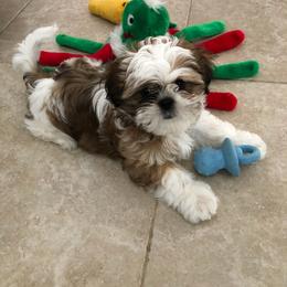 Shih Tzu Puppies from Trinity Shihtzu's So Calif