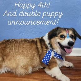 Pembroke Welsh Corgi puppies from Space Coast Corgi