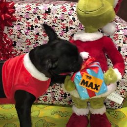 Boston Terrier, Bulldog, and French Bulldog Puppies from Tracy’s TLC Club