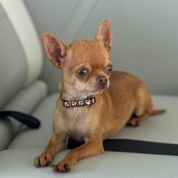 Huck - Chocolate sabled fawn male Chihuahua puppy in Bulls Gap, Tennessee from Smokey Mountain Chihuahuas