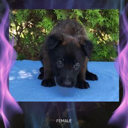 Phoenix - Fawn sable female Belgian Malinois puppy in Chino, California from BlueStone K9
