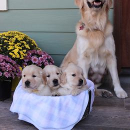 Golden Retriever Puppies from A Refined Canine