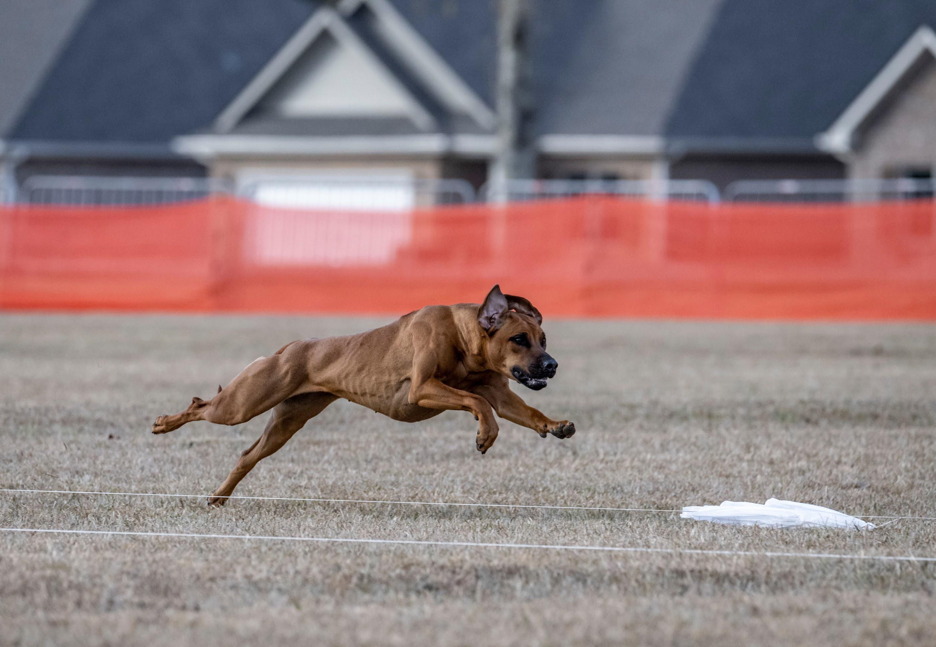 Rhodesian Ridge Va Monarch Rhodesian Ridgebacks in Virginia | Rhodesian Ridgeback puppies ...