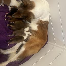 Collie Puppies from Jolly Collies