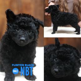 Flinton - Black male Mudi puppy in Gatlinburg, Tennessee from Greenbrier