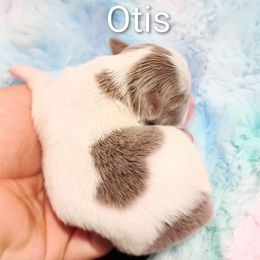 Otis - White male Chihuahua puppy in Wayland, Michigan from MI Chi