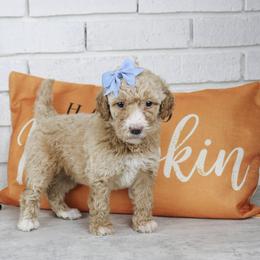 Bo - Cream female Labradoodle puppy in Bryantown, Maryland from Doodles on Duty