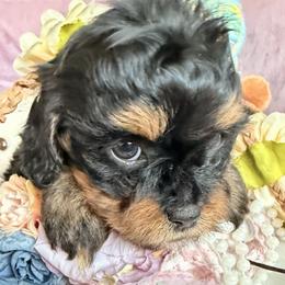 Dahlia Neptune - Black and tan female Cavapoo puppy in Tucson, Arizona from Unicorn Tears and Cavaliers