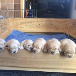 Golden Retriever Puppies from Golden-B-Bear Kennel