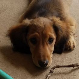 Dachshund Puppies from Belgate Dachshunds