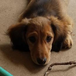 Dachshund Puppies from Belgate Dachshunds