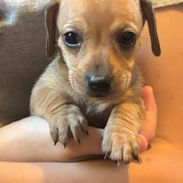 Lily - Red female Dachshund puppy in Colonial Heights, Virginia from Mimi’s Doxies