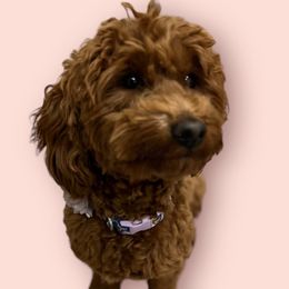 Penny - Goldendoodle