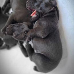 German Shorthaired Pointer Puppies from Aisling