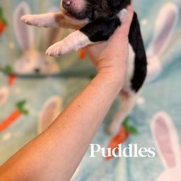 Goldendoodle Puppies from Bayshore Doodles