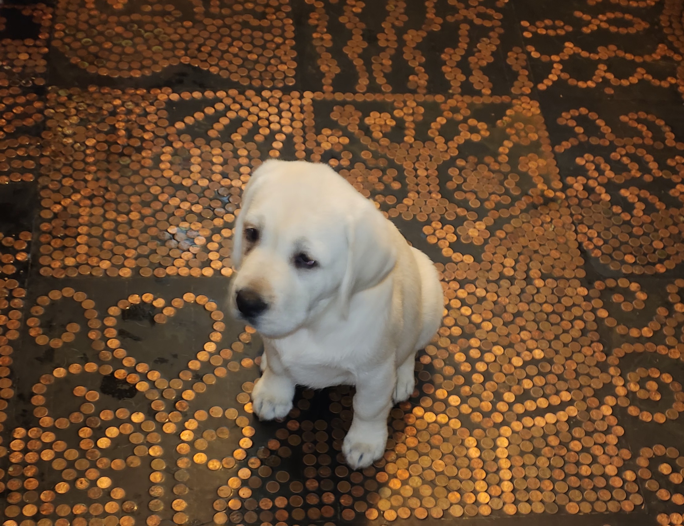 "1 girl baby available  💕 " Labrador Retriever All Grown Up from Earth Angel