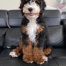 Connie - Bernedoodle