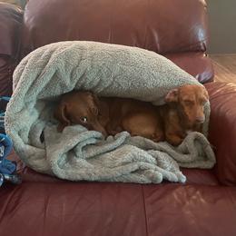 Dachshund puppies from Norris Family Homestead Golden's and Mini's