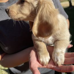 Dachshund Puppies from LovelylilDoxies