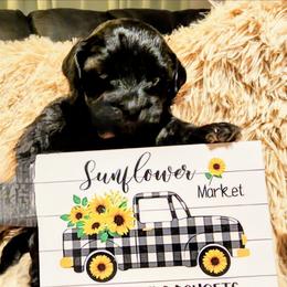 Monkey - Black male Havapoo puppy in Parks, Arkansas from BAK Home Pups