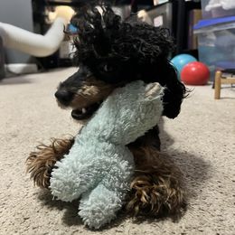 Pablo - Phantom male Poodle puppy in Austell, Georgia from Elixir Poodles