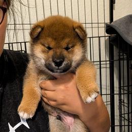 Zanka - Red male Shiba Inu puppy in Oceanside, California from Wagashiken