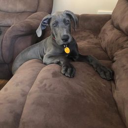 Great Dane Puppies from OnPoint Great Danes