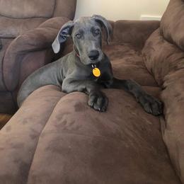 Great Dane Puppies from OnPoint Great Danes