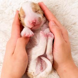 Ms Teal - Parti female Goldendoodle puppy in Kissimmee, Florida from Poodle Doodle Kennels