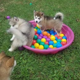 Alaskan Malamute Puppies from ArctiCircle Alaskan Malamutes