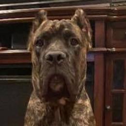 Cane Corso All Grown Up from Perry’s Cane Corso