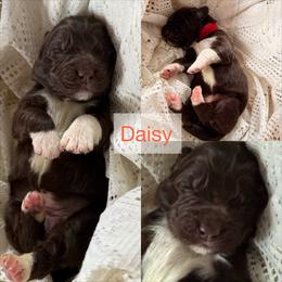 Daisy - White and brown female Newfoundland puppy in Goodhue, Minnesota from Claypits Newfoundlands