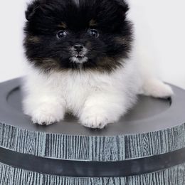 Pomeranian Puppies from Torrey Hills Poms
