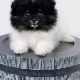 Pomeranian Puppies from Torrey Hills Poms