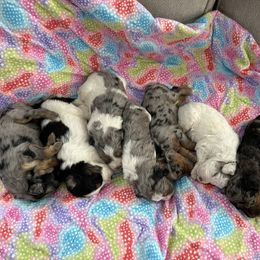 Bernedoodle Puppies from Salty Point Doodles