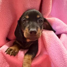 Boy 2 - Black and tan male Dachshund puppy in Surprise, Arizona from Mighty Little Dachshunds