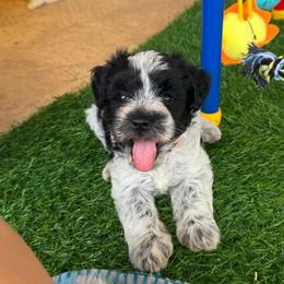 Beans - Orange Girl - Parti female Miniature Schnauzer puppy in Oneonta, Alabama from Murphree Valley Kennels