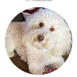 Heidi - Goldendoodle